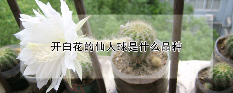 開白花的仙人球是什麼品種