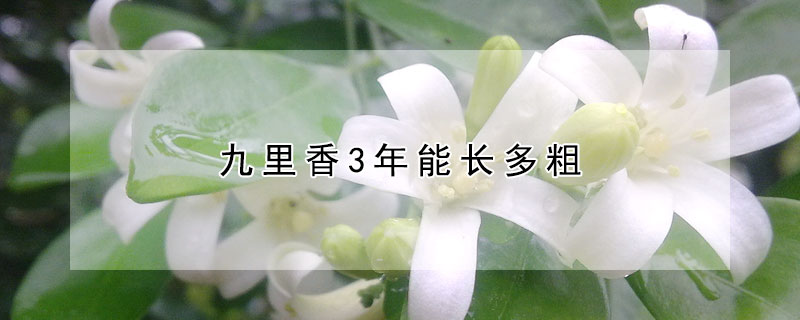 九裏香3年能長多粗