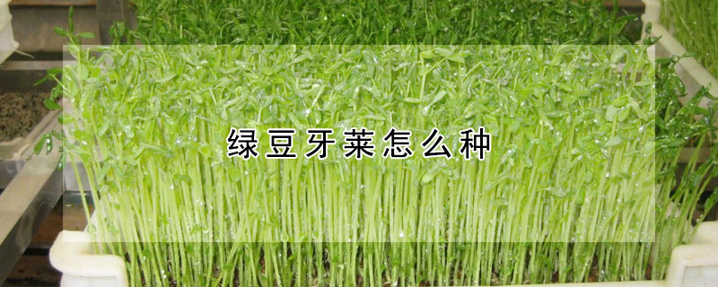 綠豆牙萊怎麼種