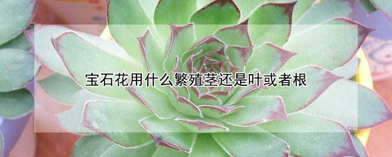 寶石花用什麼繁殖莖還是葉或者根