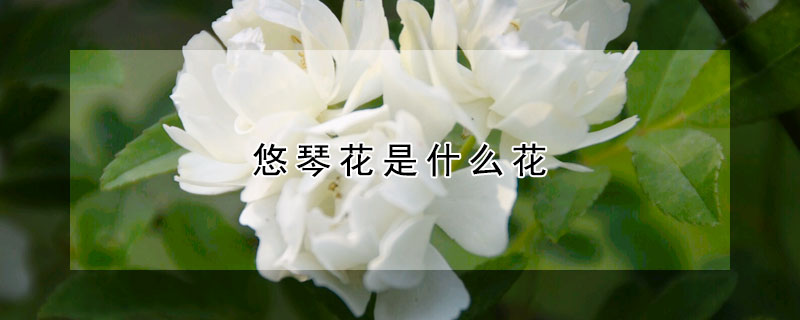 悠琴花是什麼花