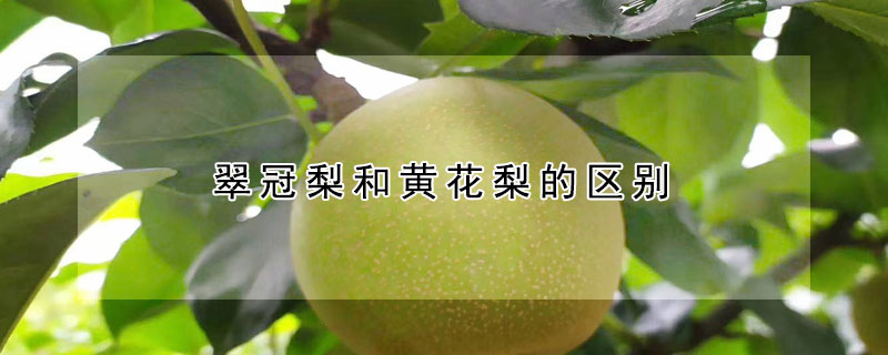 翠冠梨和黃花梨的區別