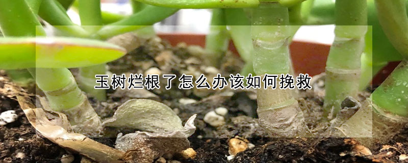 玉樹爛根了怎麼辦該如何挽救