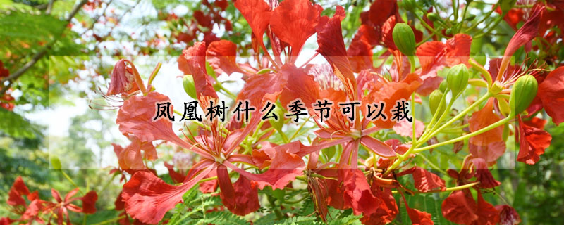鳳凰樹什麼季節可以栽