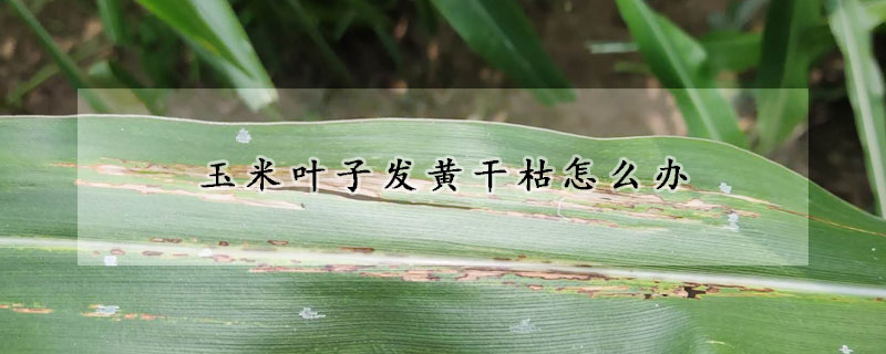 玉米葉子發黃幹枯怎麼辦