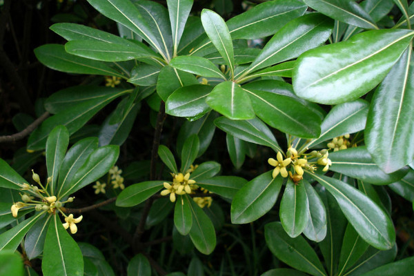 除甲醛最有效方法植物 什麼植物除甲醛快