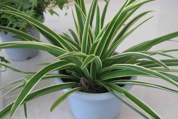 除甲醛最有效方法植物 什麼植物除甲醛快