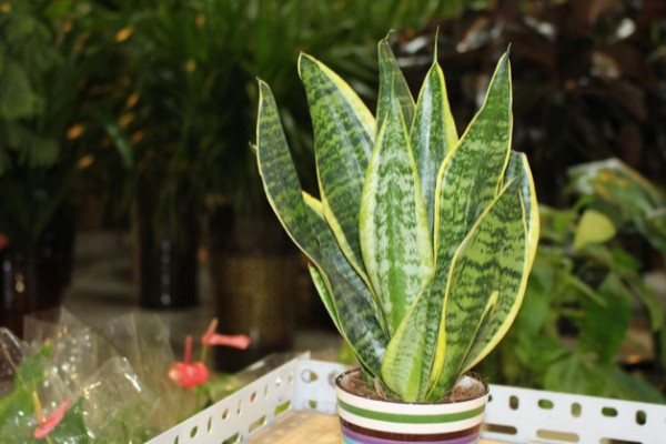 除甲醛最有效方法植物 什麼植物除甲醛快