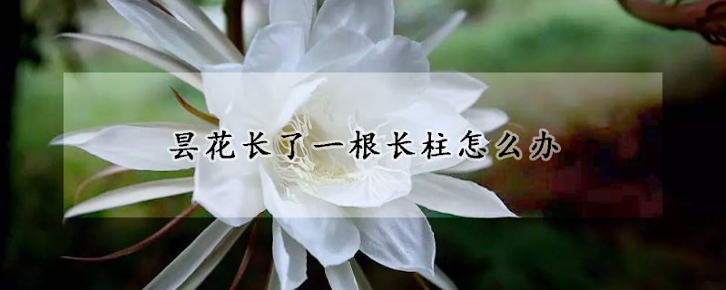 曇花長了一根長柱怎麼辦