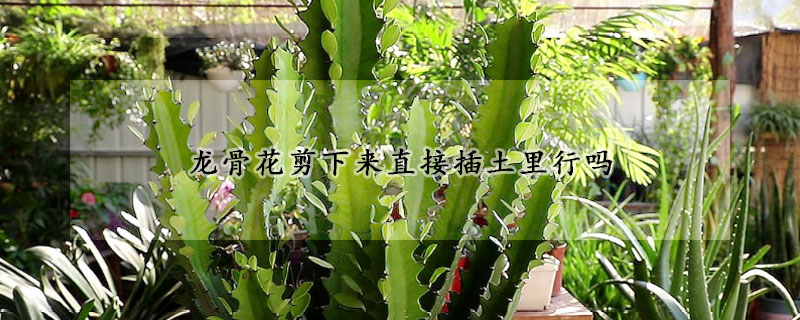 龍骨花剪下來直接插土裏行嗎