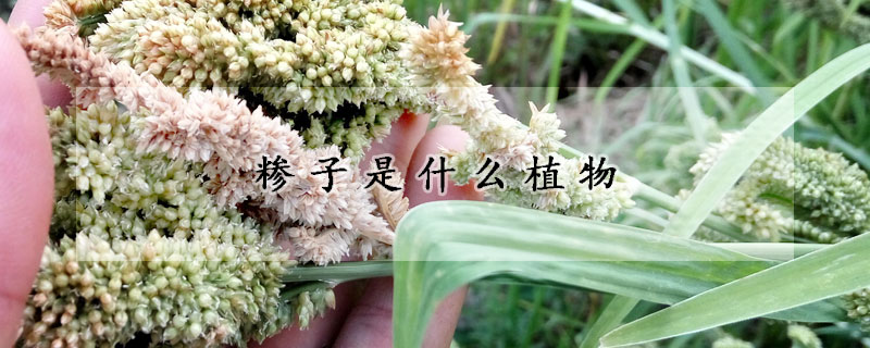 糝子是什麼植物