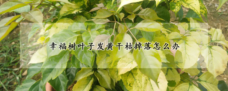 幸福樹葉子發黃幹枯掉落怎麼辦