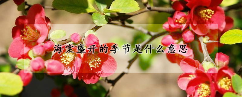 海棠盛開的季節是什麼意思