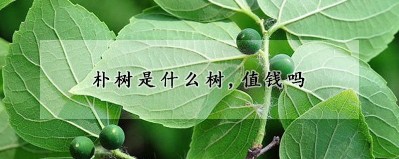 樸樹是什麼樹,值錢嗎