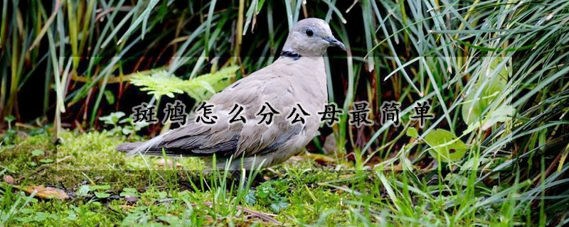 斑鳩怎麼分公母最簡單