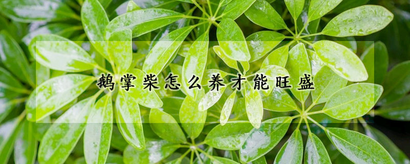 鵝掌柴怎麼養才能旺盛