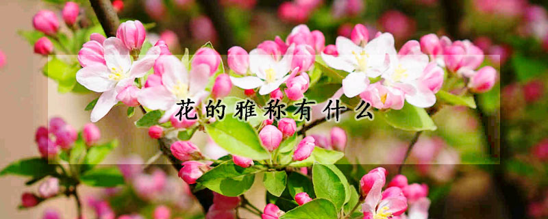 花的雅稱有什麼