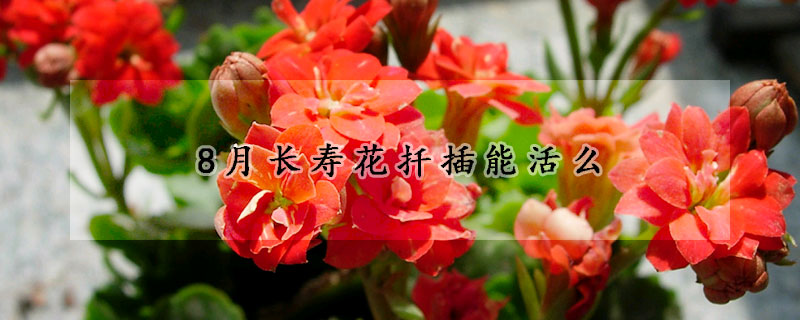 8月長壽花扡插能活麼