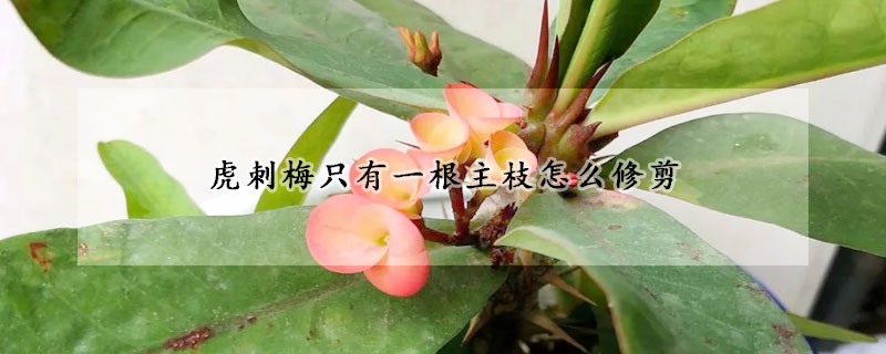 虎刺梅隻有一根主枝怎麼修剪