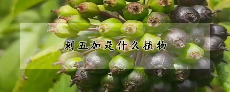 刺五加是什麼植物