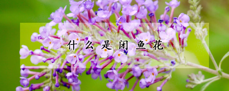 什麼是閉魚花