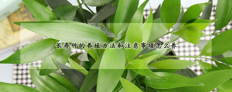長壽竹的養殖方法和注意事項怎麼養