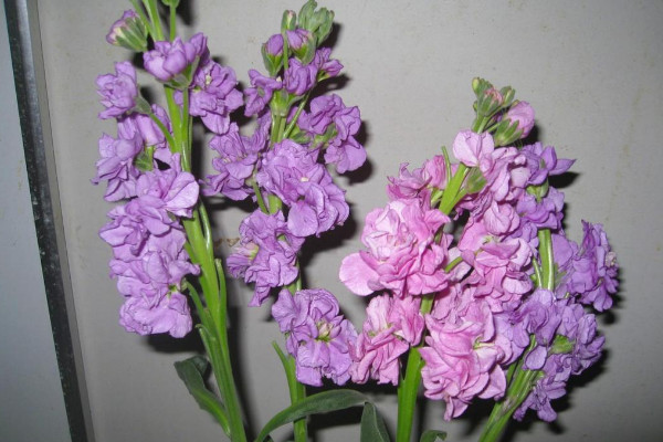 什麼花除甲醛最好 室內除甲醛的花草有哪些