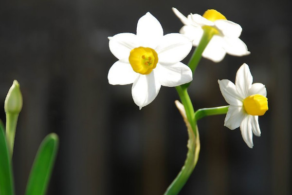 臥室種什麼植物最好 臥室適合放什麼植物