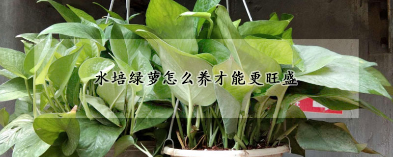 水培綠蘿怎麼養才能更旺盛