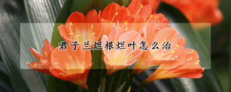 君子蘭爛根爛葉怎麼治