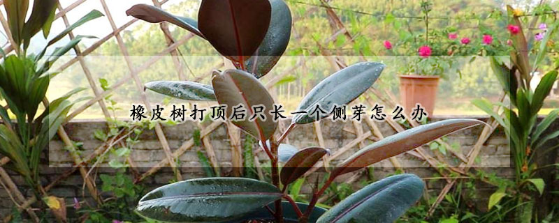 橡皮樹打頂後隻長一個側芽怎麼辦