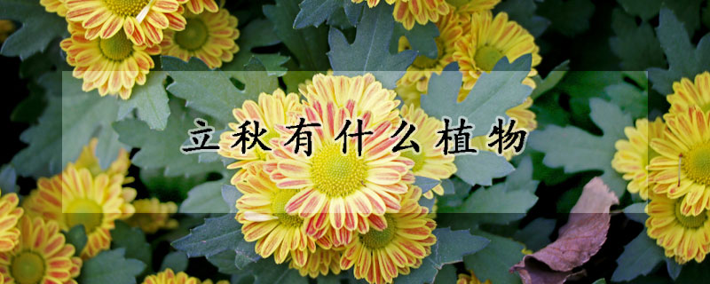立秋有什麼植物