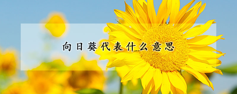 向日葵代表什麼意思