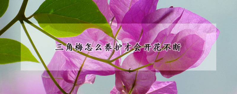 三角梅怎麼養護才會開花不斷