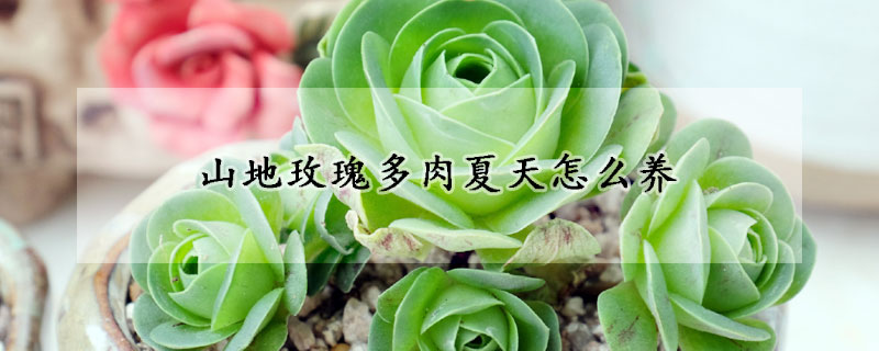 山地玫瑰多肉夏天怎麼養