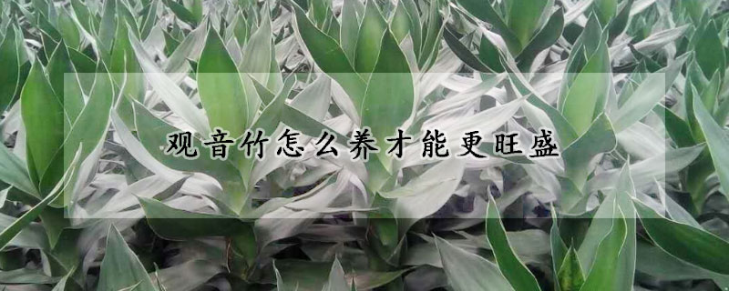 觀音竹怎麼養才能更旺盛