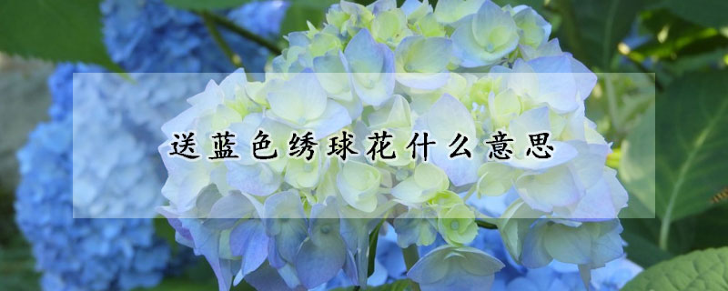 送藍色繡球花什麼意思