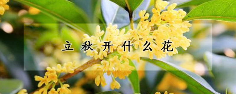 立秋開什麼花