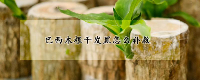 巴西木根幹發黑怎麼補救
