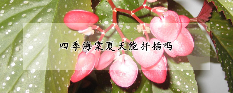 四季海棠夏天能扡插嗎