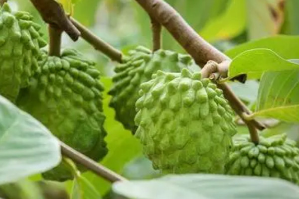 釋迦果一個多少錢 釋迦果價格20-30元/個