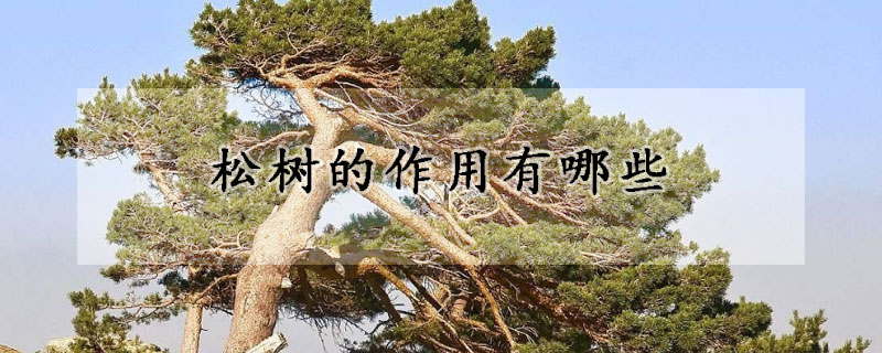 鬆樹的作用有哪些