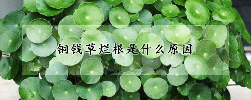 銅錢草爛根是什麼原因