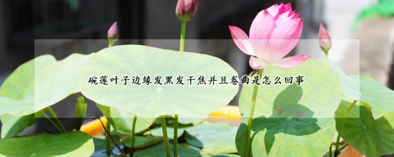 碗蓮葉子邊緣發黑發幹焦並且卷曲是怎麼回事