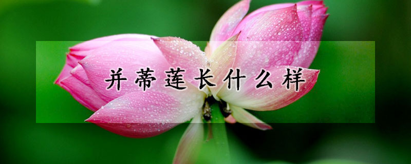 並蒂蓮長什麼樣
