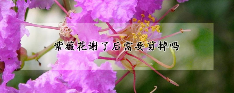 紫薇花謝了後需要剪掉嗎