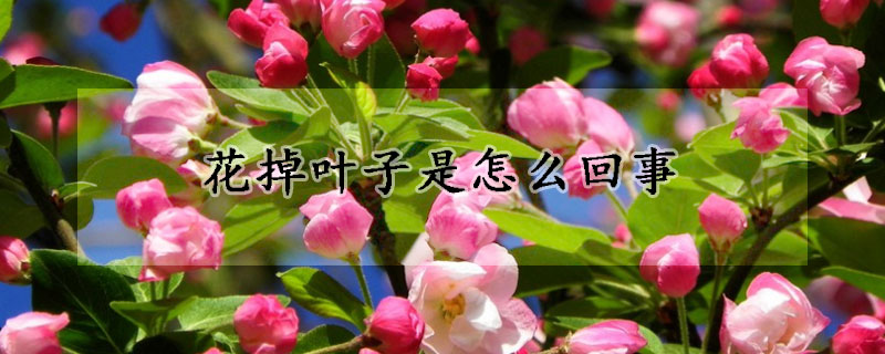 花掉葉子是怎麼回事