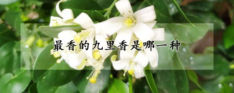 最香的九裏香是哪一種