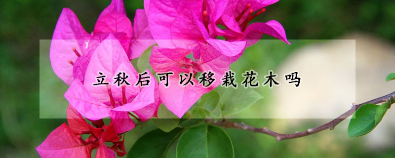 立秋後可以移栽花木嗎