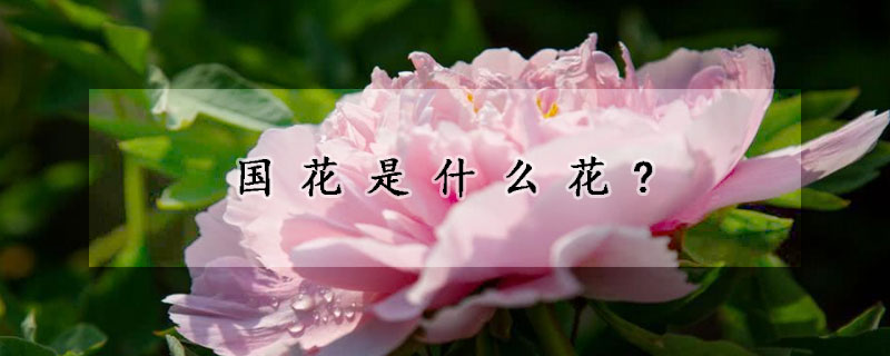 國花是什麼花?